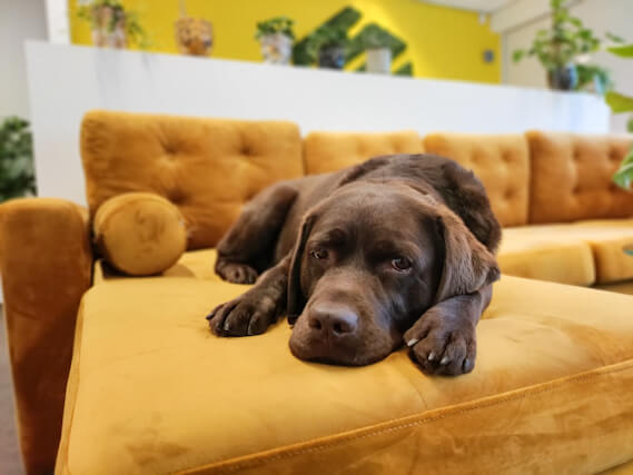 Bruine labrador op een oranje bank op het kantoor, kantoorhond Bobbie, slapende hond, vacature cybersecurity
